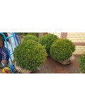 Самшит вічнозелений Куля | Самшит вечнозелёный Шар | Buxus sempervirens Ball